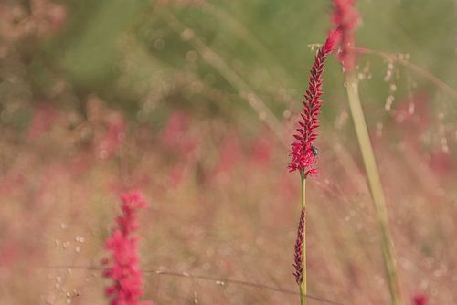 Persicaria dans un champ avec de l'herbe à autruche ordinaire