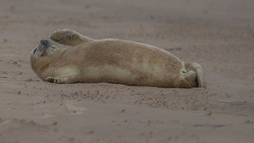 Seal by Karen de Geus