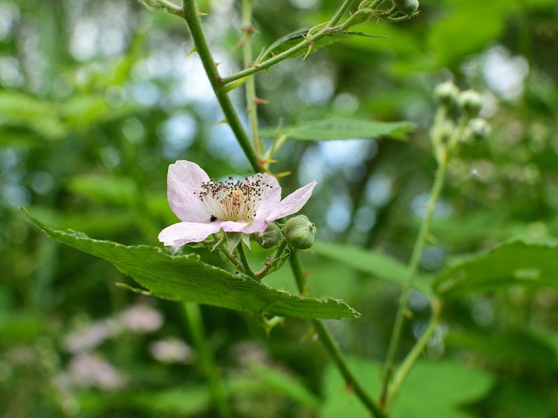 A flower of a blackberry by Gerard de Zwaan
