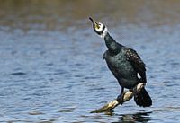 Aalscholver met uitschuddende kop in broedkleed