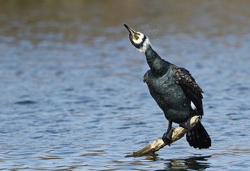 Aalscholver met uitschuddende kop in broedkleed