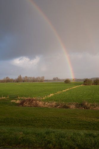 Regenboog