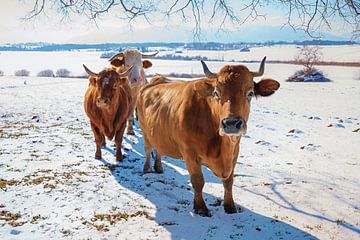 nieuwsgierige bruine koeien in winters landschap Opper-Bavarije van Susanne Bauernfeind