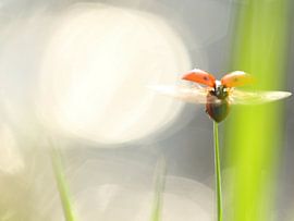 naar 't einder  von Lieuwkje Vlasma