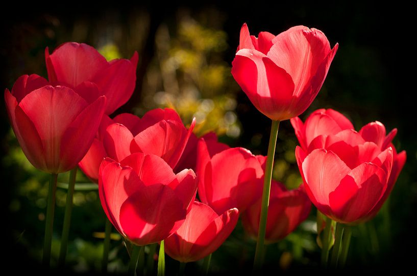 Rote Tulpen von Corinne Welp