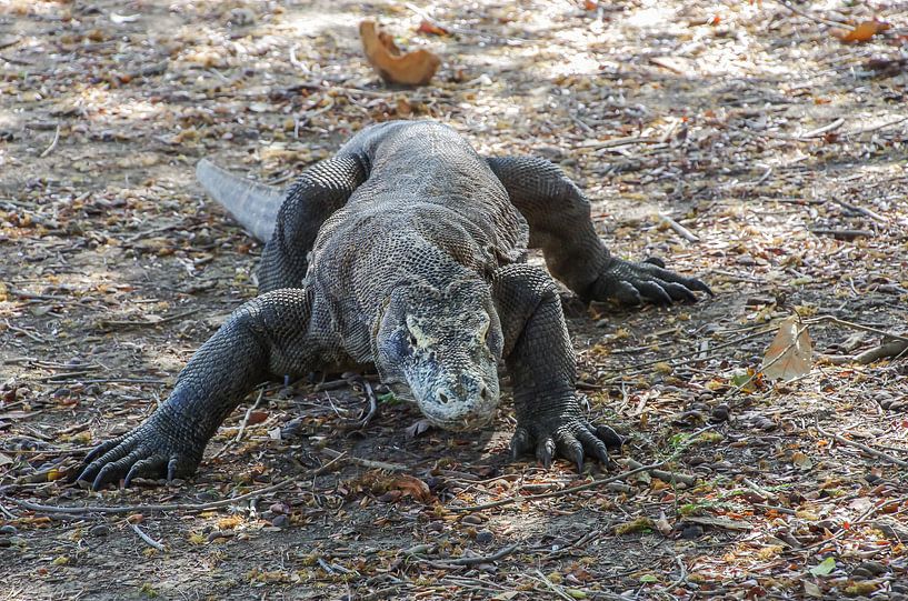 Komodovaraan van Jasper Los