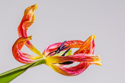 "Schoonheid van het verval"