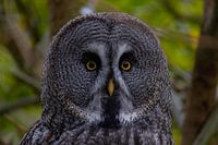 Bartkauz im Wald – Mystisches Portrait mit gelben Augen