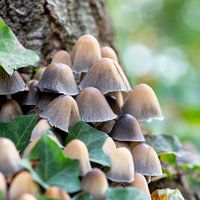 Mushrooms
