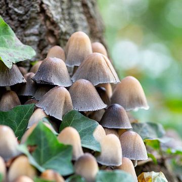 Champignons sur Suzanne van Saase