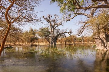 Senegal; Zwei Wächter im Wasser: Baobabs im Delta von Dirk Lahuis