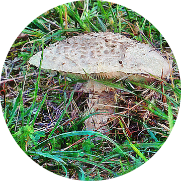 Indrukwekkende wilde paddenstoel van Dorothy Berry-Lound