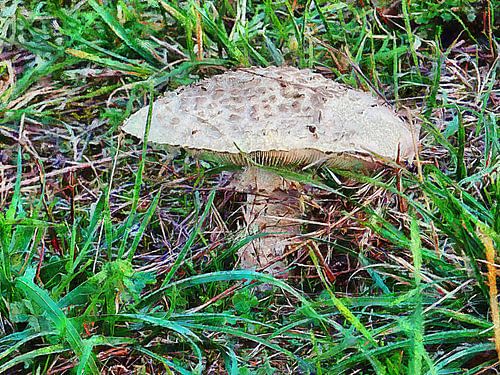 Indrukwekkende wilde paddenstoel