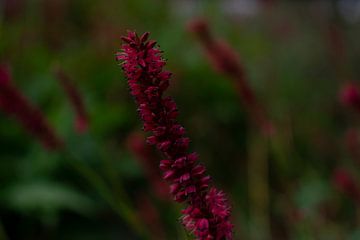 Fuchsia Blume von laura Meeuwsen