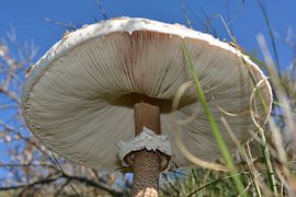 Paddenstoel by Anita van der Wiel