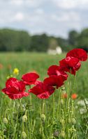 Coquelicots dans un pré devant une ferme blanche
