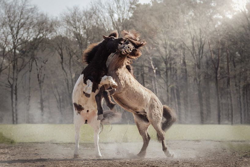 Stoeiende IJslandse paarden van Shirley van Lieshout
