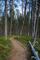 Spaziergang durch den Wald