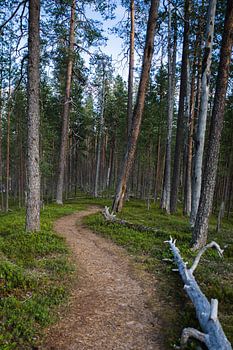 Walk through the forest