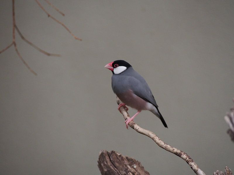 Vogel par Jorn Wensink