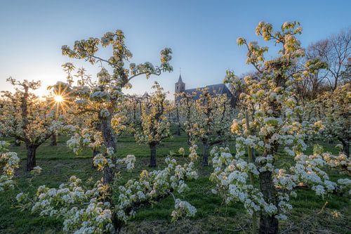 Kerk tussen zonnige fruitboomgaard