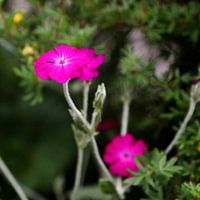 Kleine Roze
