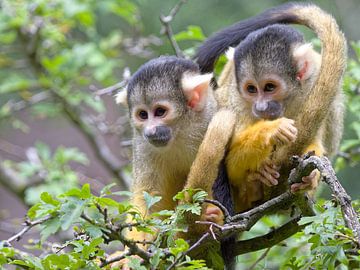 Two shy monkeys in the tree - Monkey Business by BHotography