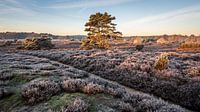 Winter landscape on the Hondsrug in Drenthe