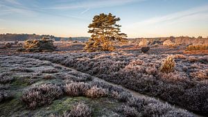 Winterlandschap op de Hondsrug in Drenthe van Henk Osinga