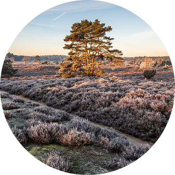 Winterlandschap op de Hondsrug in Drenthe van Henk Osinga