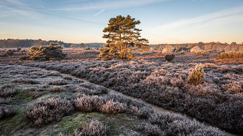 Winter landscape on the Hondsrug in Drenthe