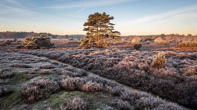 Winter landscape on the Hondsrug in Drenthe by Henk Osinga