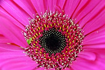 eine pink Gerbera Blüte von Werner Lehmann