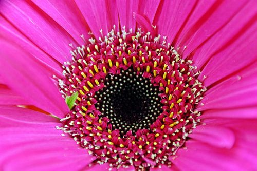 eine pink Gerbera Blüte