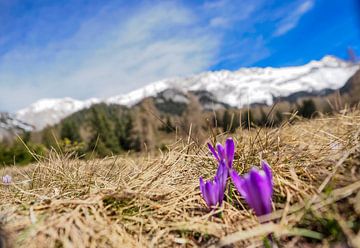 Frühlingshafte Berglandschaft im Wettersteingebirge mit grünen Wiesen und markanten Gipfeln. von Miriam Schwarzfischer Fotografie