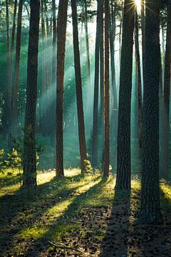Forêt dans les montagnes du Harz sur Martin Wasilewski