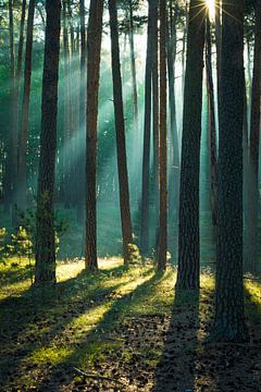 Wald im Harz von Martin Wasilewski