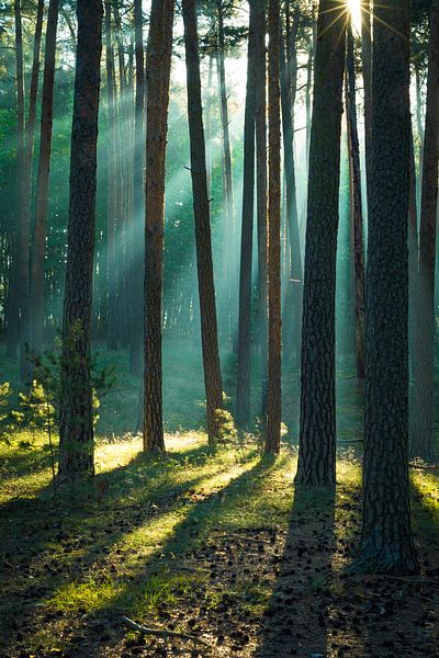 Bos in de Harz van Martin Wasilewski