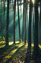 Bos in de Harz van Martin Wasilewski thumbnail