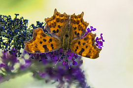 Dromerige oranje vlinder van Anton Pater, Reisfotografie