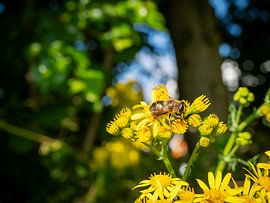 Abeille sur les fleurs sur Miranda Koenders