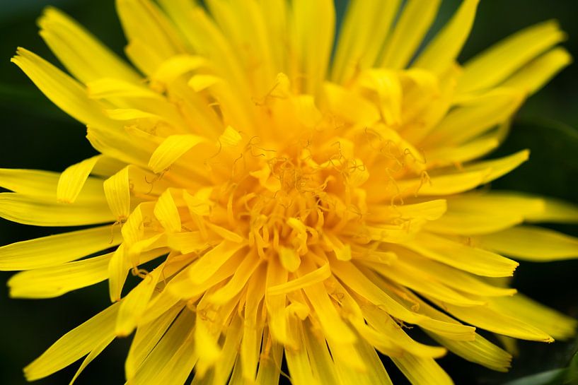 Dandelion by Evelyne Renske