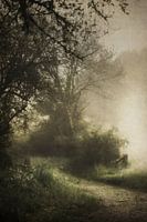 Mist Vroege Lentemorgen