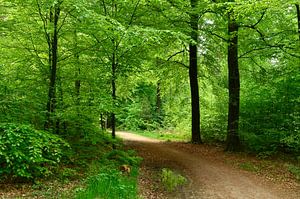 Paade door het bos in Emmen van Corinne Welp