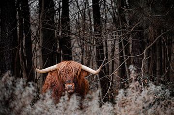 Bœuf orange sauvage dans la forêt sombre sur Troy Wegman