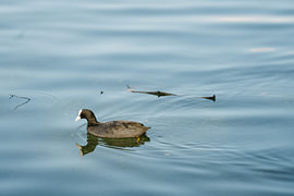 Stille Beweging – Meerkoet op Stil Water