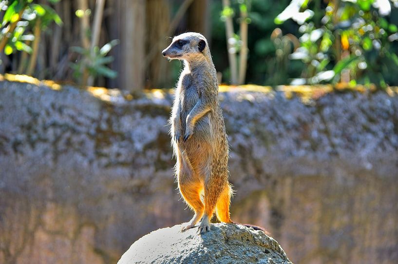 Erdmännchen Diergaarde Blijdorp von Karel Frielink