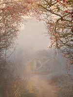 Misty morning