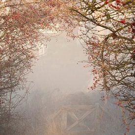 Misty morning van Jacqueline Zwijnen