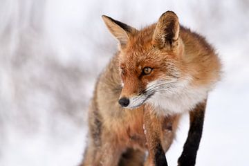 Fox in the snow in the dunes - in the amsterdam water supply dunes by Jolanda Aalbers